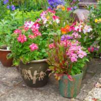 Container Gardening