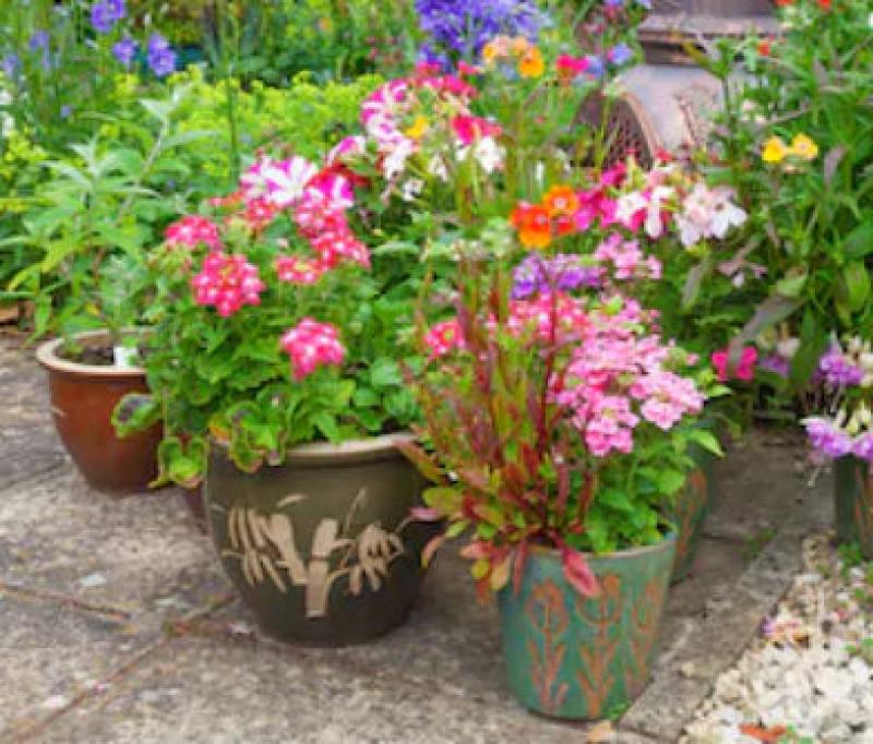 Container Gardening : Home Owners Guide to DIY Home Improvement