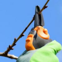 Late Winter Chores - More on Pruning