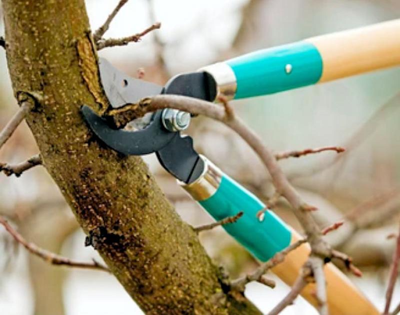 Essential Tree Trimming Facts Every Tree Owner Should Know