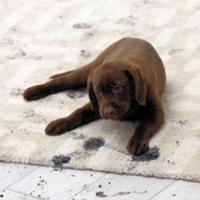Carpet Cleaning Guide: Cleaning and Removing Pet Stains from Your Carpet