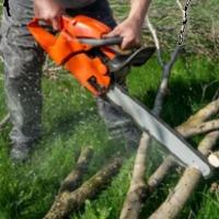 DIY Tree Removal - Safely and Efficiently