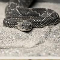 How to Get Rid of Snakes Naturally and Organically