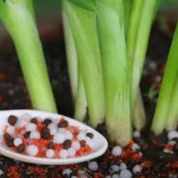 Soil Fertility and Plant Food