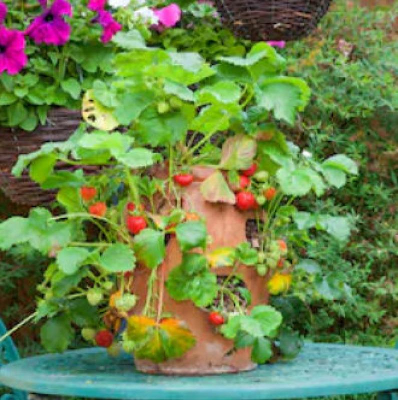 Strawberry Planters : Grow a Little Taste of Heaven