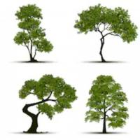 Selecting the Proper Tree for Your Landscape Design