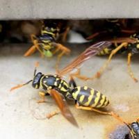 What You Need to Know About Professional Wasp Removal Services
