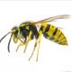 How to Distantly Kill Wasps in the Attic