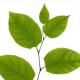 9 Steps to Remove Japanese Knotweed from Your Home
