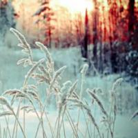 Winter Landscaping Ideas to Reduce Fuel Costs