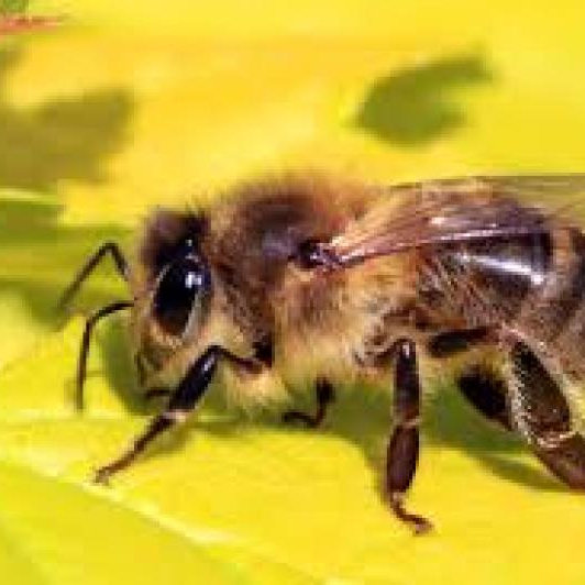 Top Reasons to Hire a Bee Control Professional
