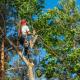 3 Reasons You Should Consider Tree Removal for Your Property, and Reasons You Should Not