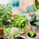 Top Tips When Choosing Houseplants for Your Home