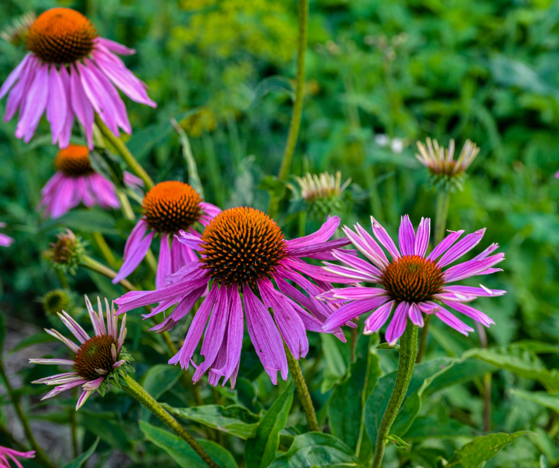 native coneflowers